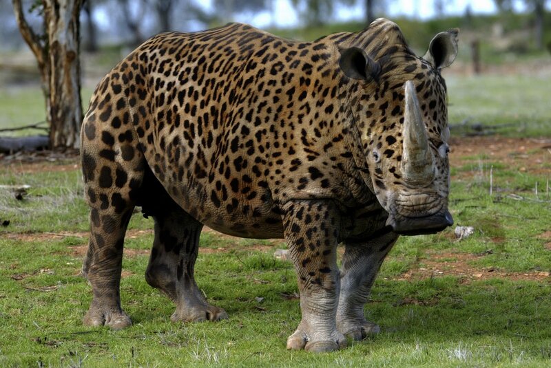 Leopard-spotted Rhinoceros — Green