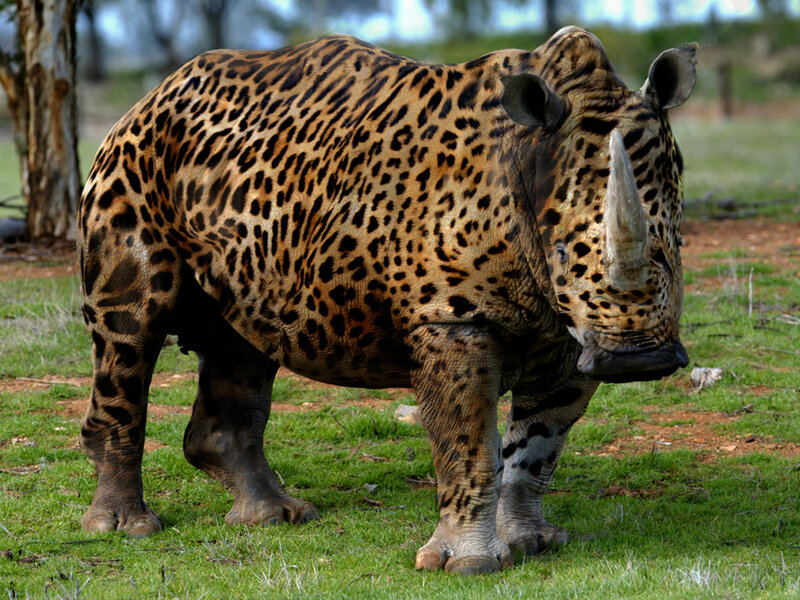 leopard-spotted rhinoceros