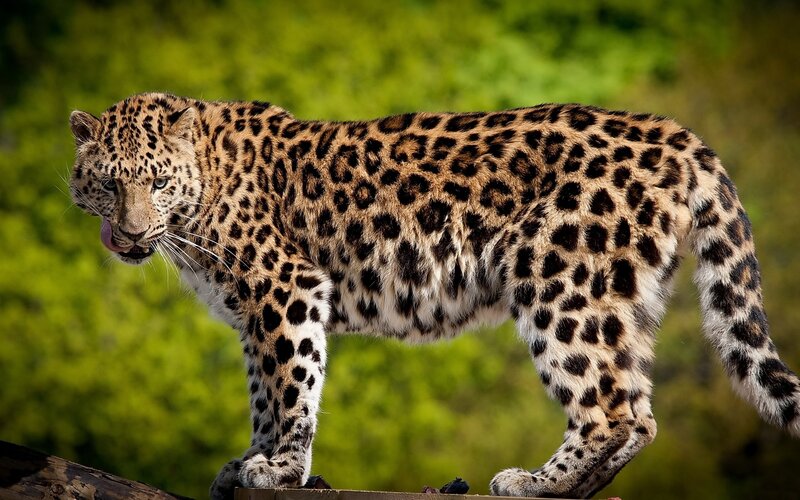 Leopard Standing on Log — Brown
