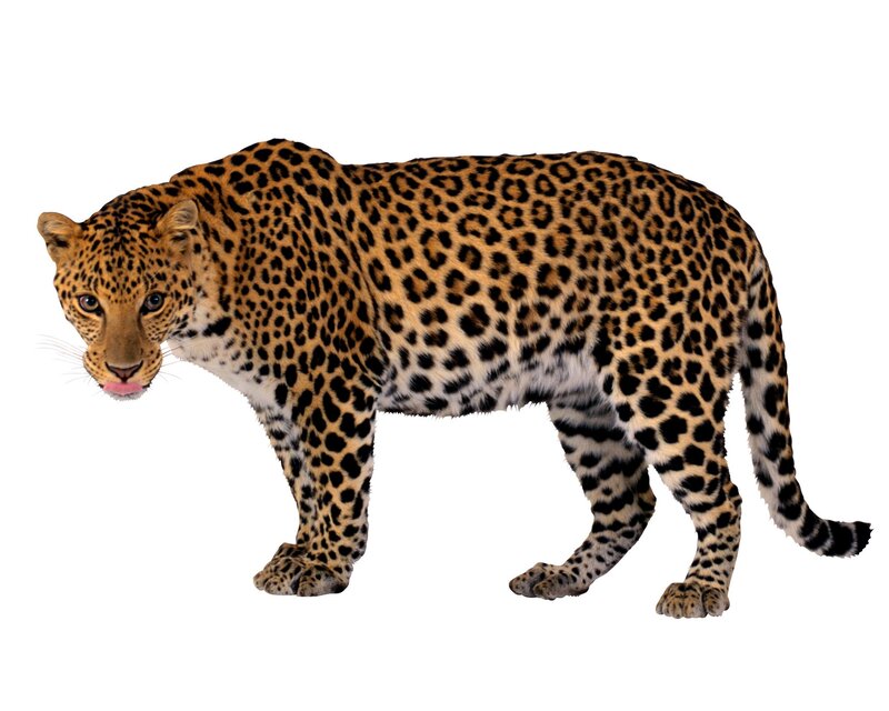 Leopard Standing