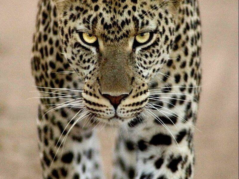 Leopard staring at the camera