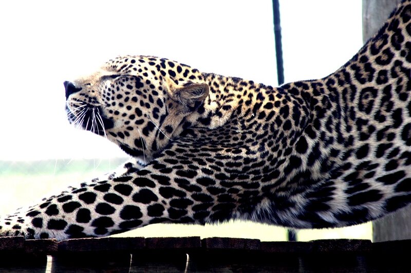 Leopard Stretching