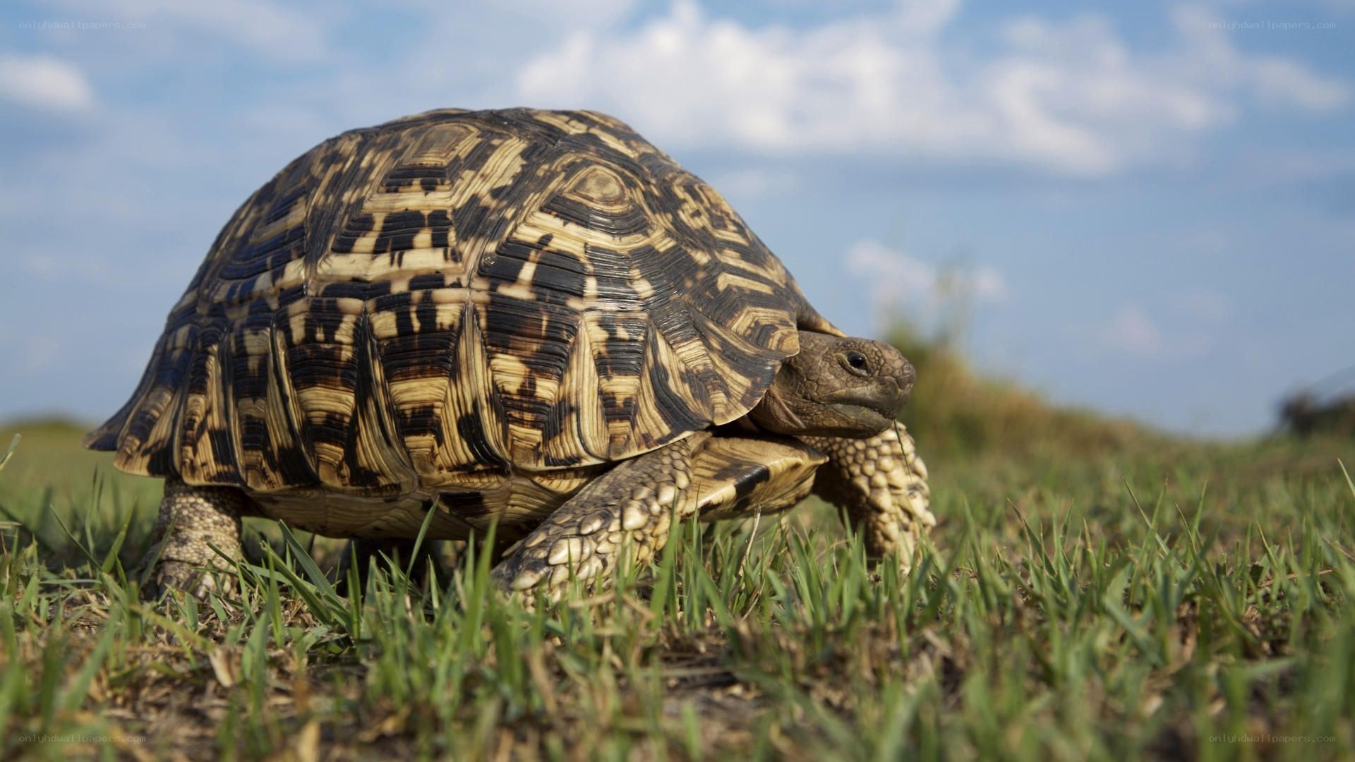 Leopard tortoise in grass