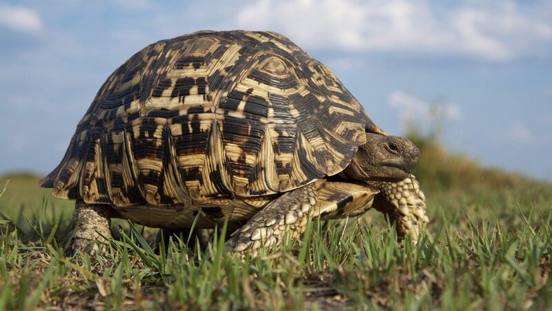 Leopard tortoise in grass
