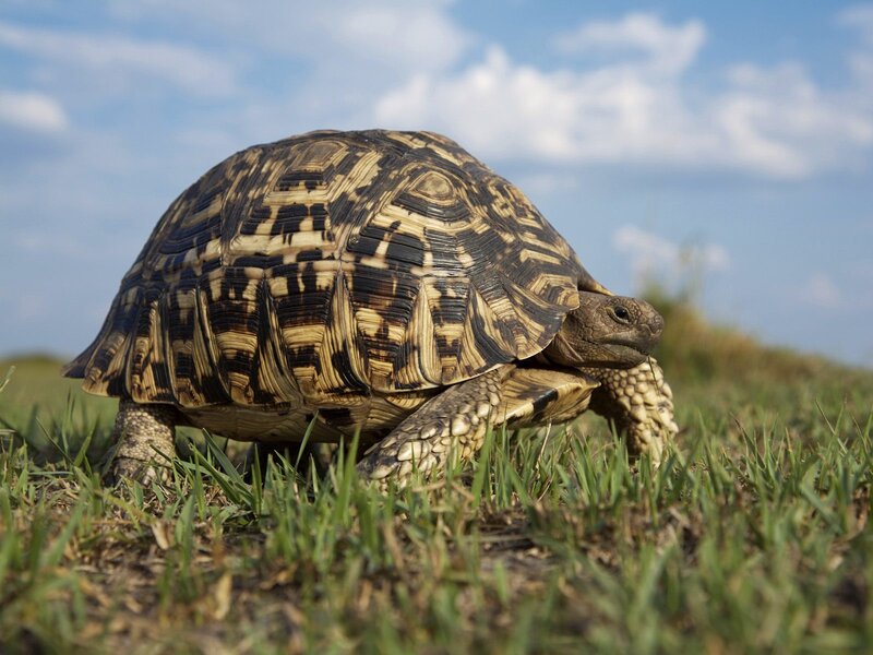 Leopard Tortoise in Grass — Green