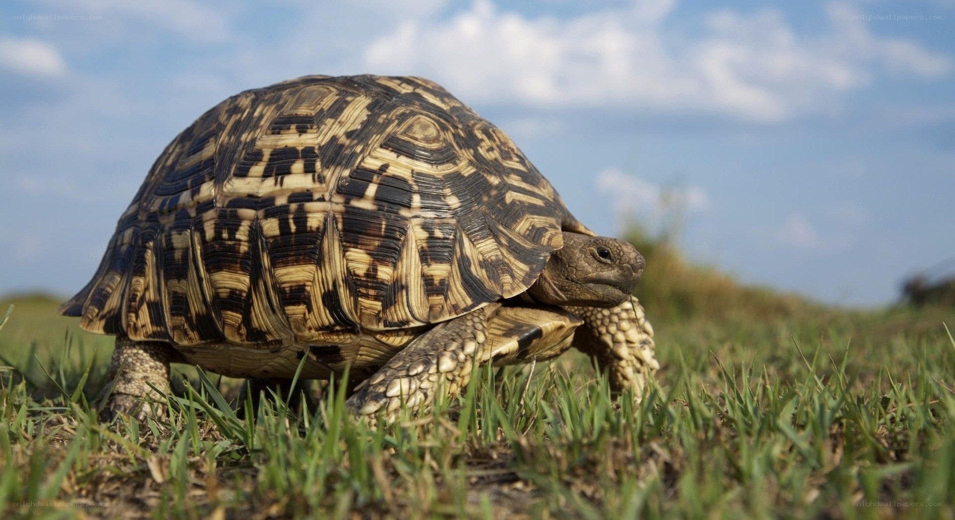 Leopard tortoise in grass