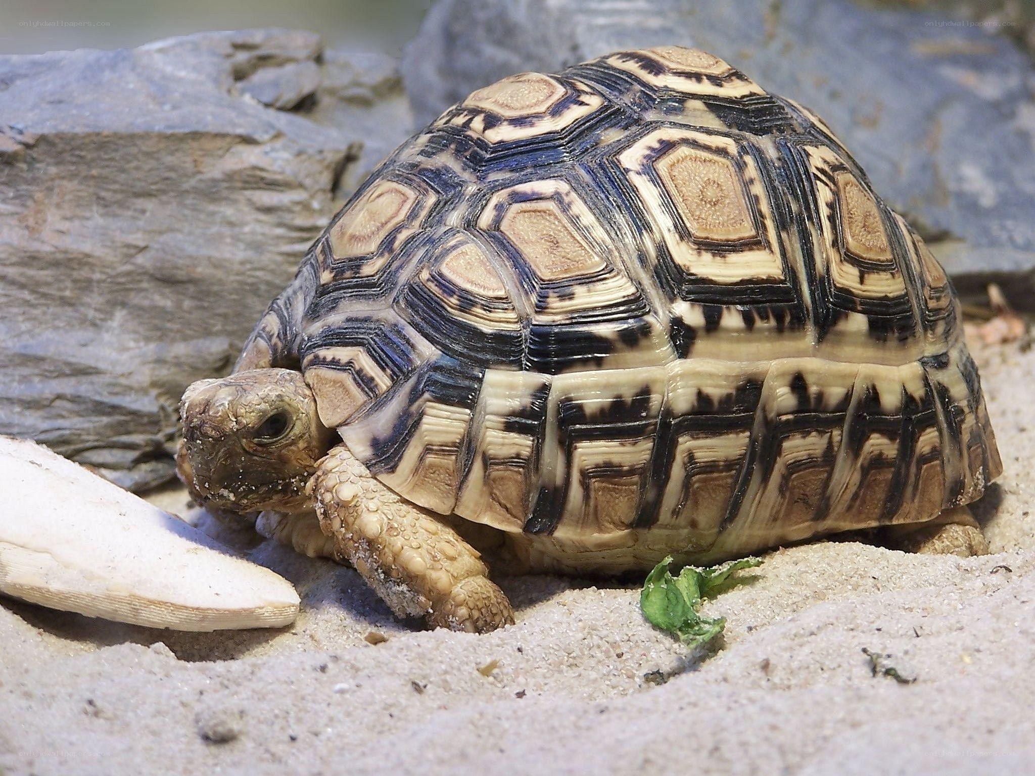 Leopard tortoise in sandy enclosure