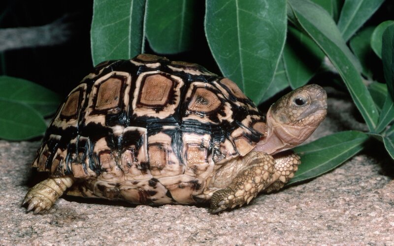 Leopard tortoise on rocky ground