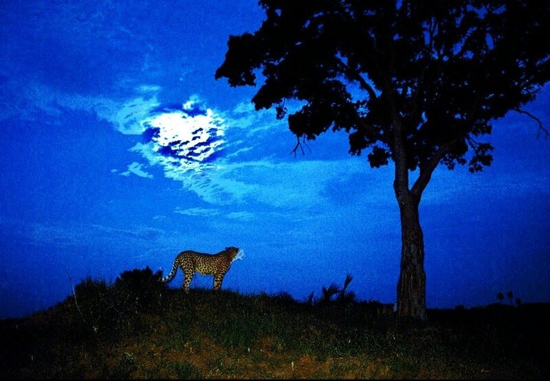 Leopard under moonlight