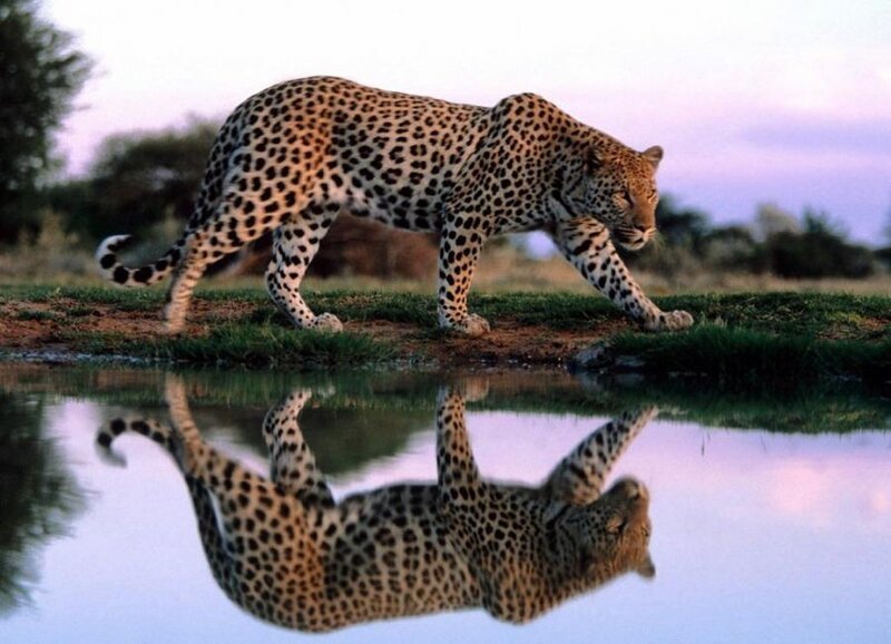 Leopard Walking by Water — Brown