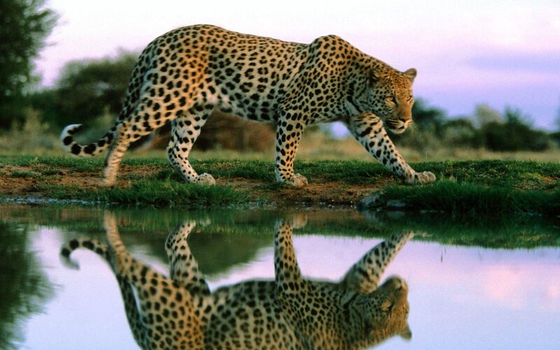 Leopard Walking by Water — Green, Calm