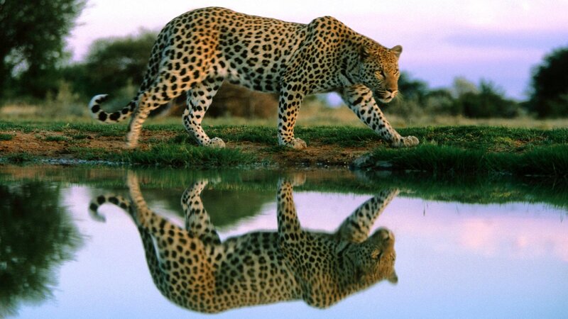 Leopard Walking by Water — Green, Serene, Sunset, Photograph, Grass, Sky, Brown, Blue