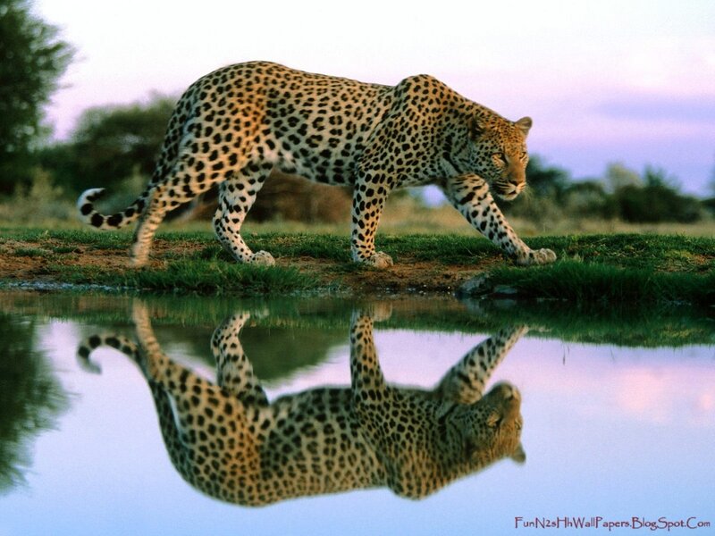 Leopard Walking by Water — Green, Serene, Sunset, Photograph, Reflection