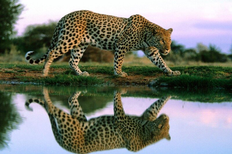 Leopard Walking by Water — Green, Serene, Sunset