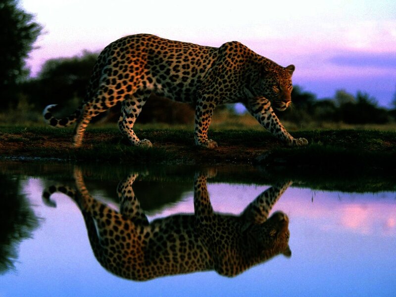 Leopard Walking by Water — Purple, Serene