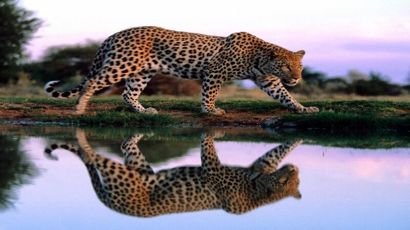 Leopard Walking by Water — Purple