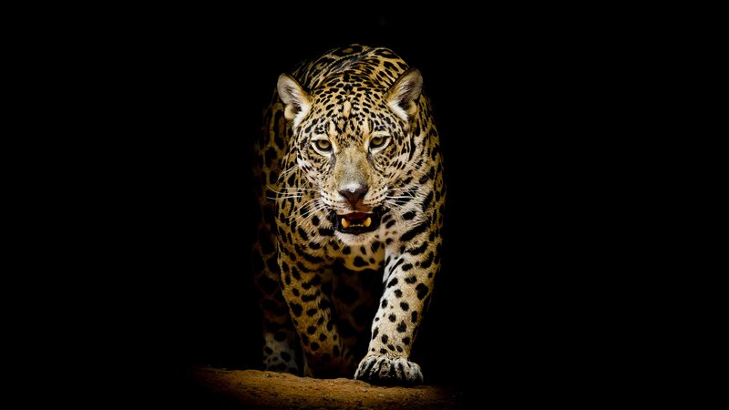 Leopard Walking Forward — Black