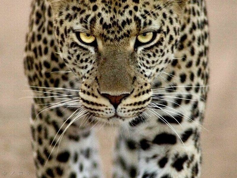 Leopard Walking Forward
