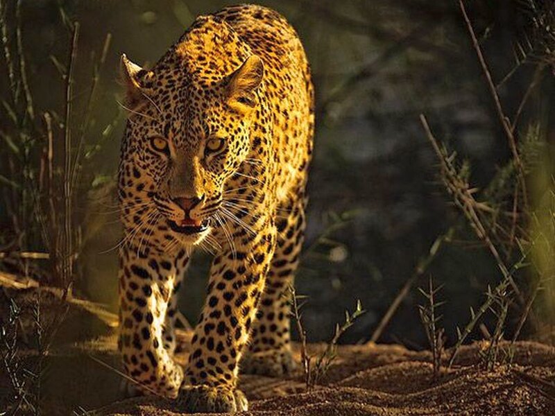 Leopard Walking in Bush