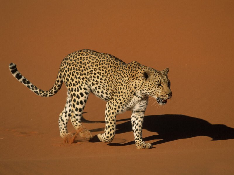 Leopard Walking in Desert — Brown