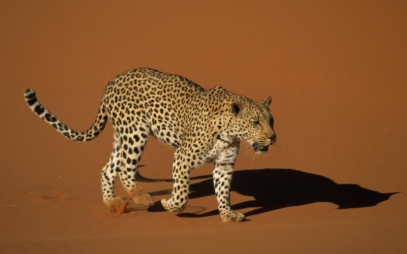 Leopard Walking in Desert
