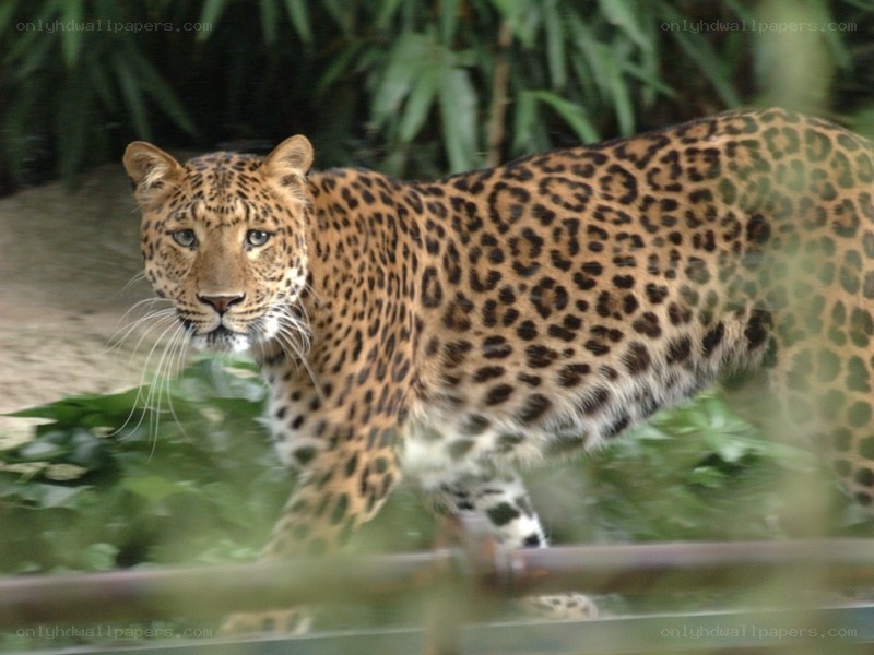 Leopard walking in enclosure