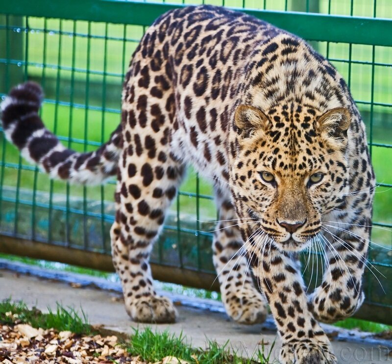 Leopard Walking in Enclosure — Brown