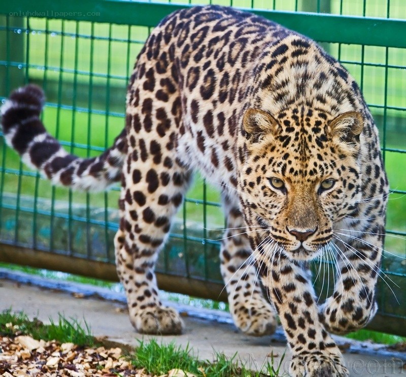leopard walking in enclosure