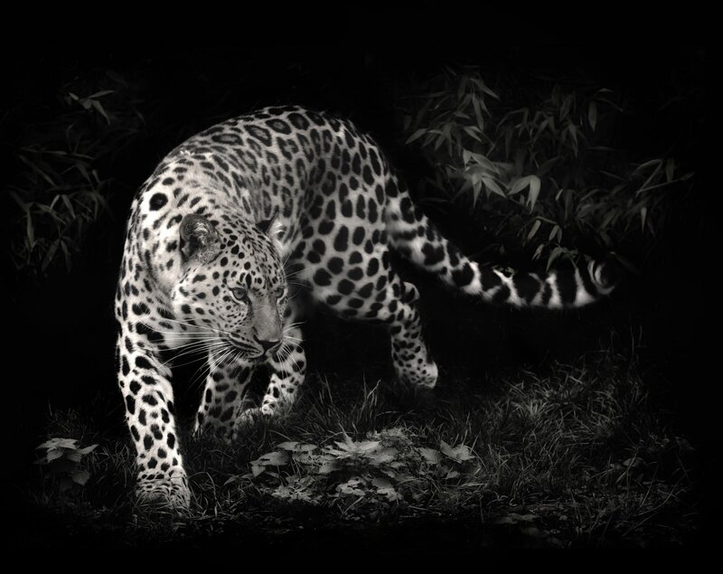 Leopard Walking in Forest — Black