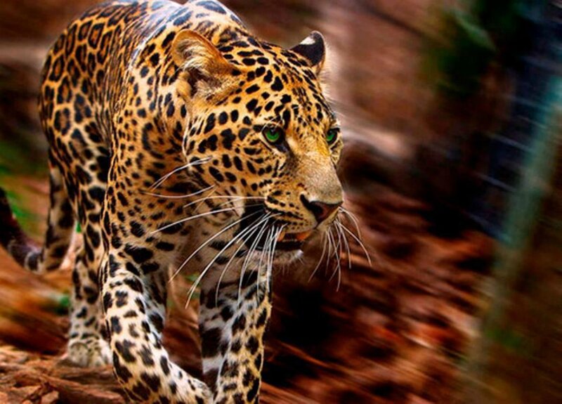 Leopard Walking in Forest