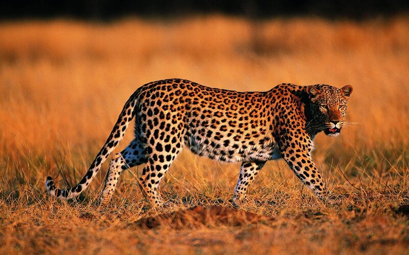 Leopard walking in golden grass