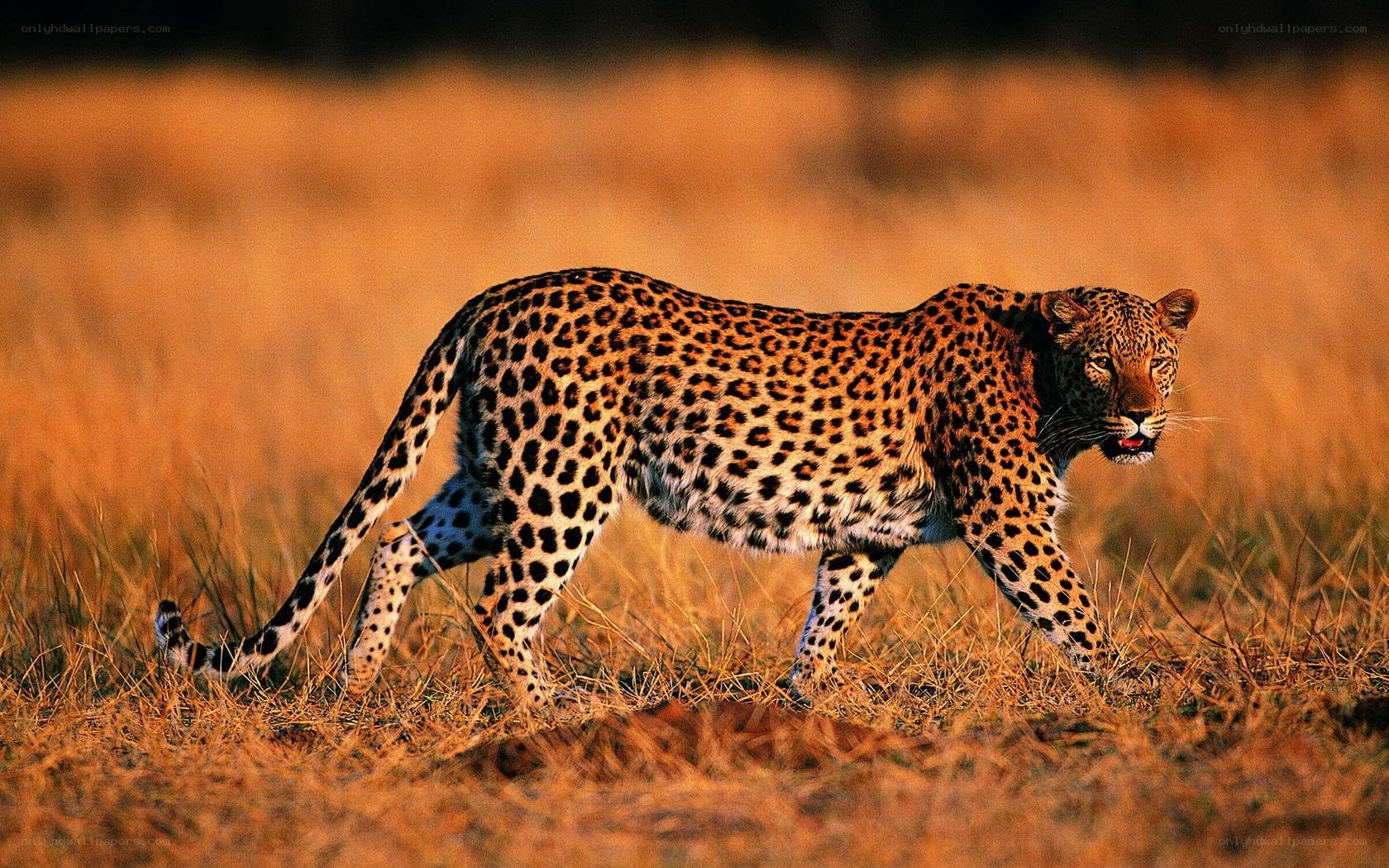 Leopard walking in golden grass