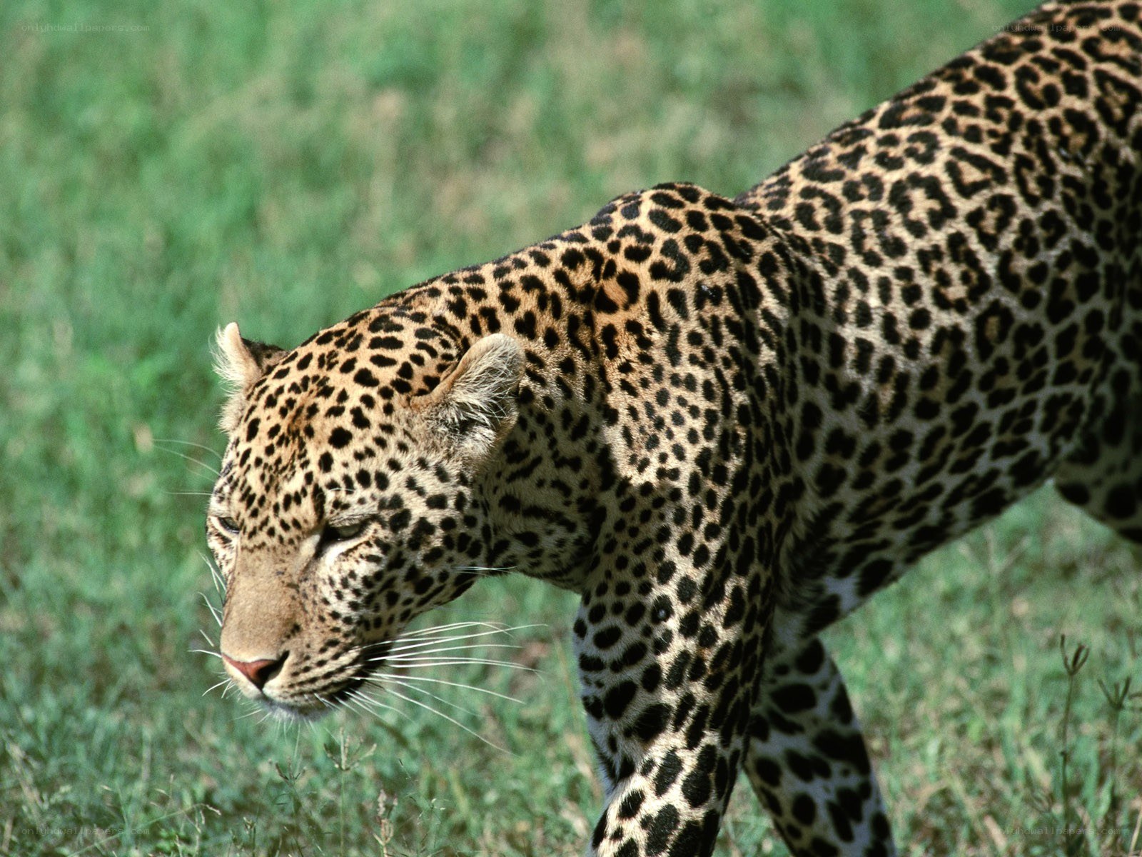 Leopard walking in grass