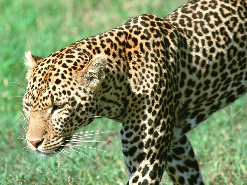 Leopard walking in grass