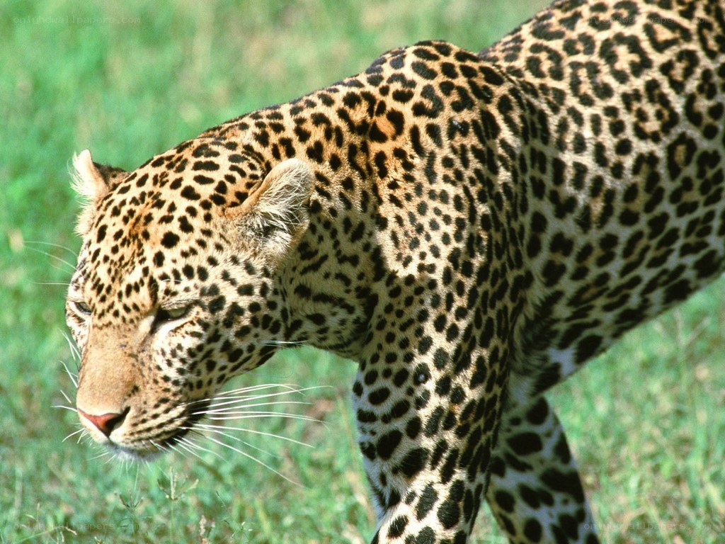 Leopard walking in grass
