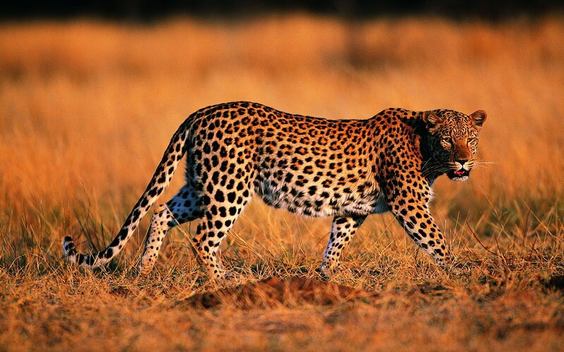 Leopard Walking in Grass — Brown, Alert, Sunset