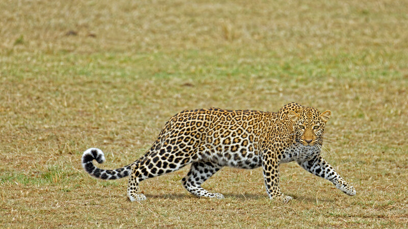 Leopard Walking in Grass — Brown, Alert