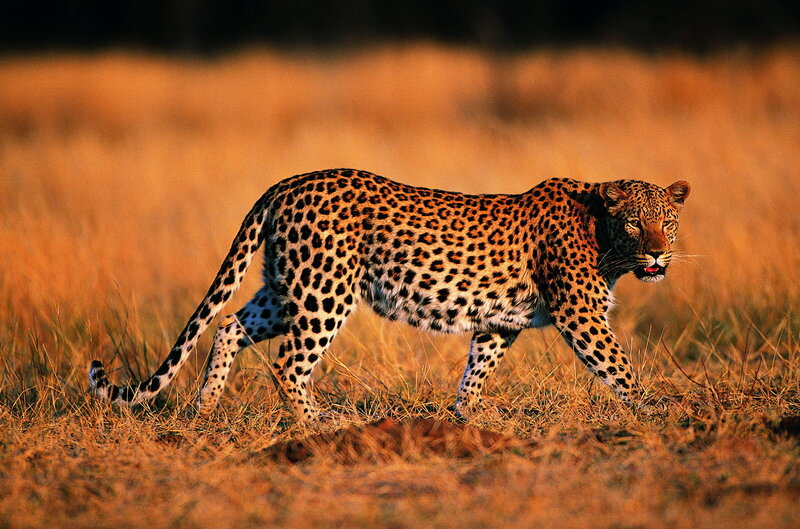 Leopard Walking in Grass — Brown, Dramatic