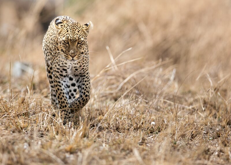 Leopard Walking in Grass — Brown, Intense
