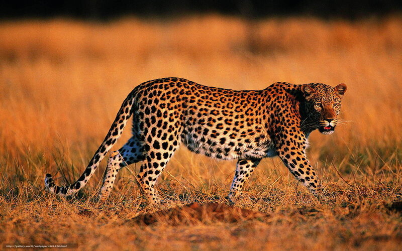 Leopard Walking in Grass — Brown, Natural