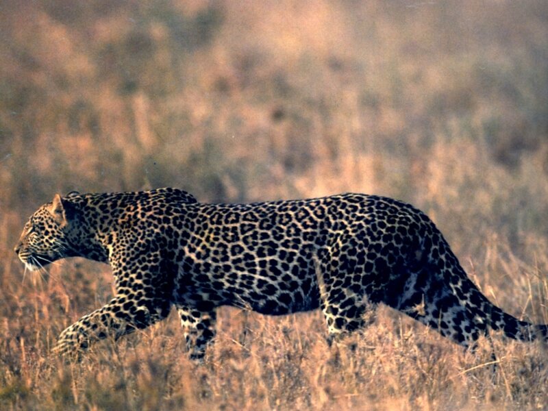 Leopard Walking in Grass — Brown
