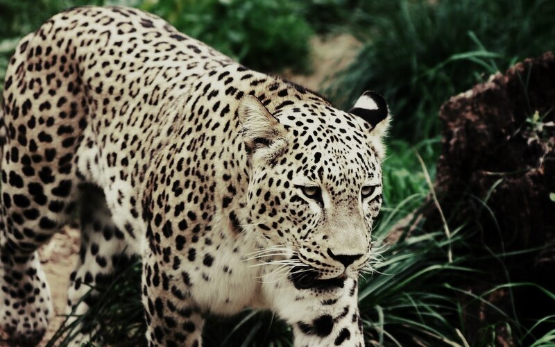 Leopard Walking in Grass — Green, Alert, Photograph