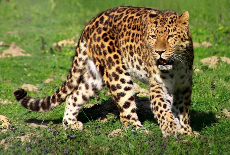 Leopard Walking in Grass — Green, Alert