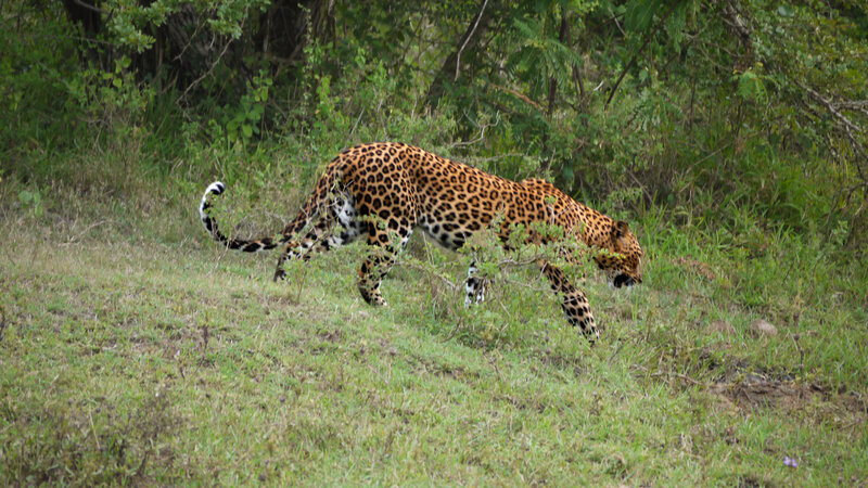 Leopard Walking in Grass — Green, Natural, Afternoon