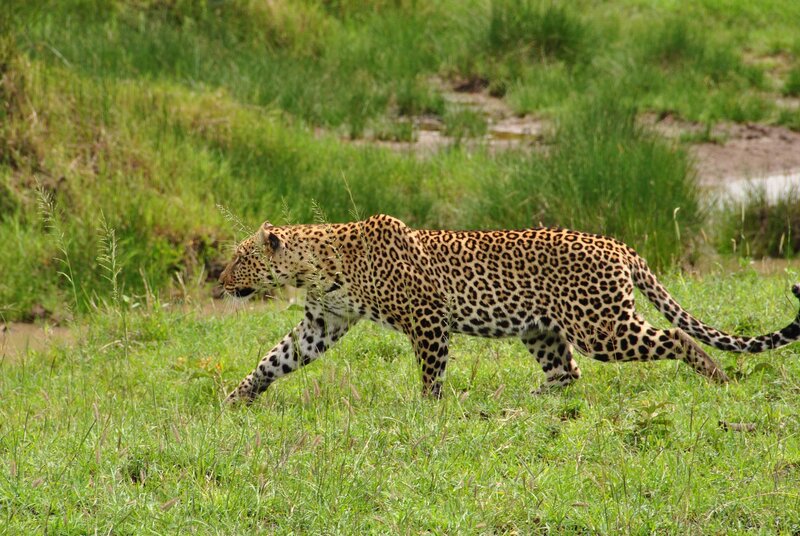 Leopard Walking in Grass — Green, Natural