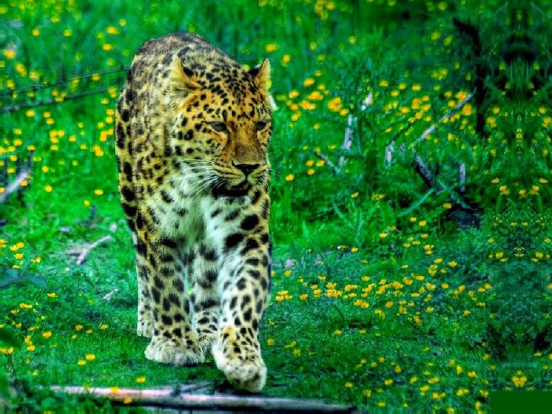 Leopard Walking in Grass — Green