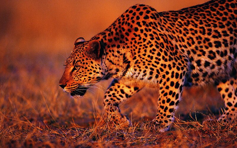Leopard Walking in Grass — Orange