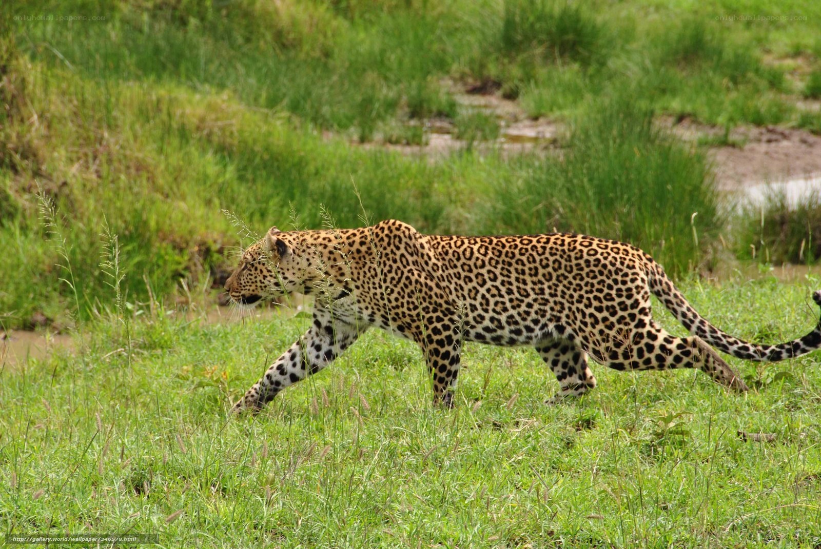 Leopard walking in grass