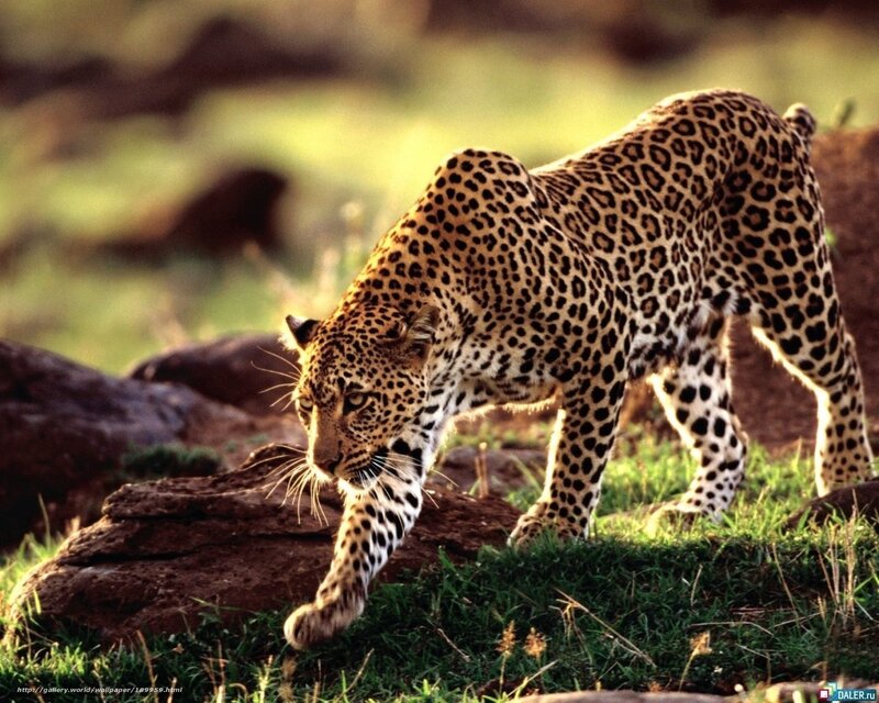 Leopard walking in savanna
