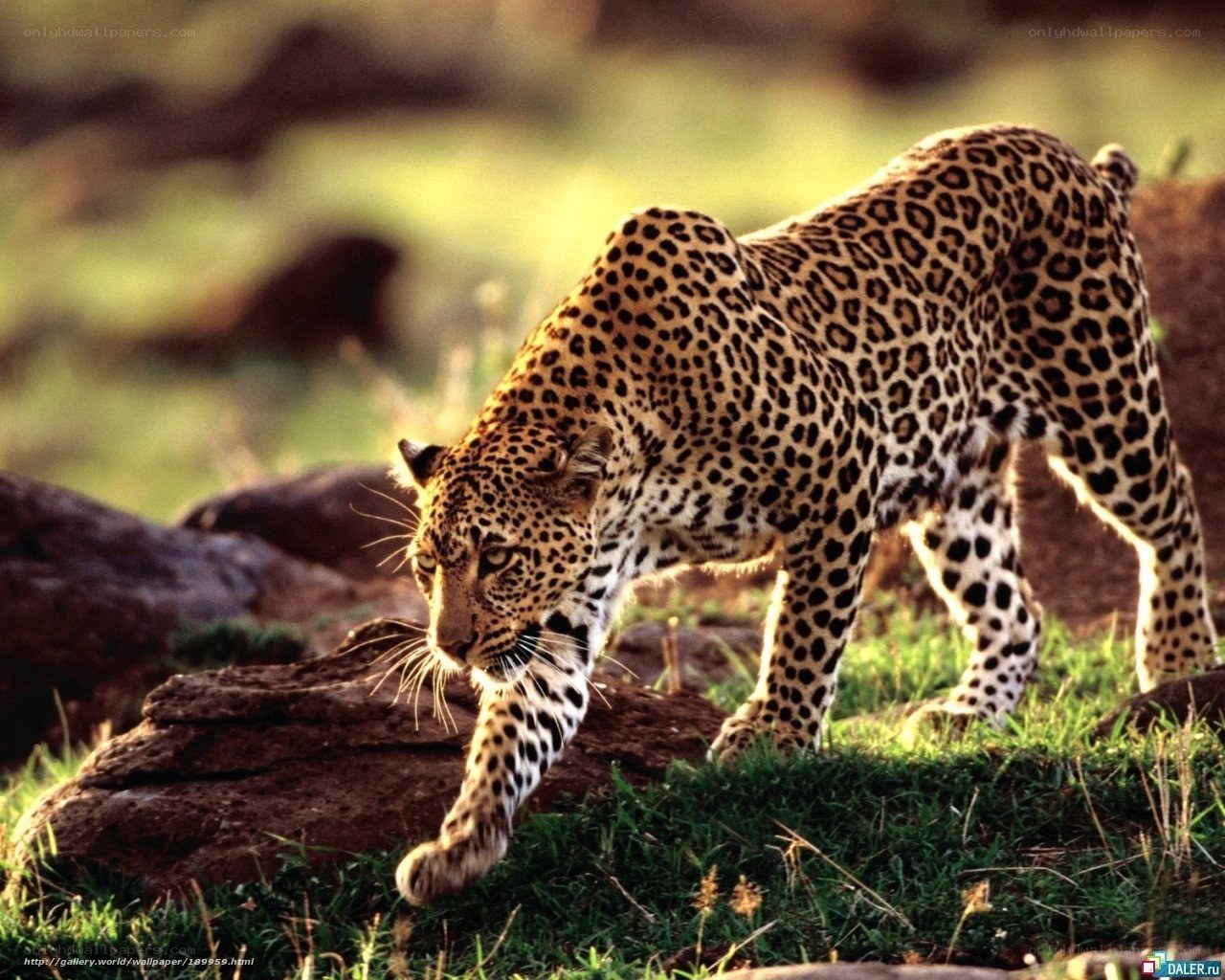 Leopard walking in savanna